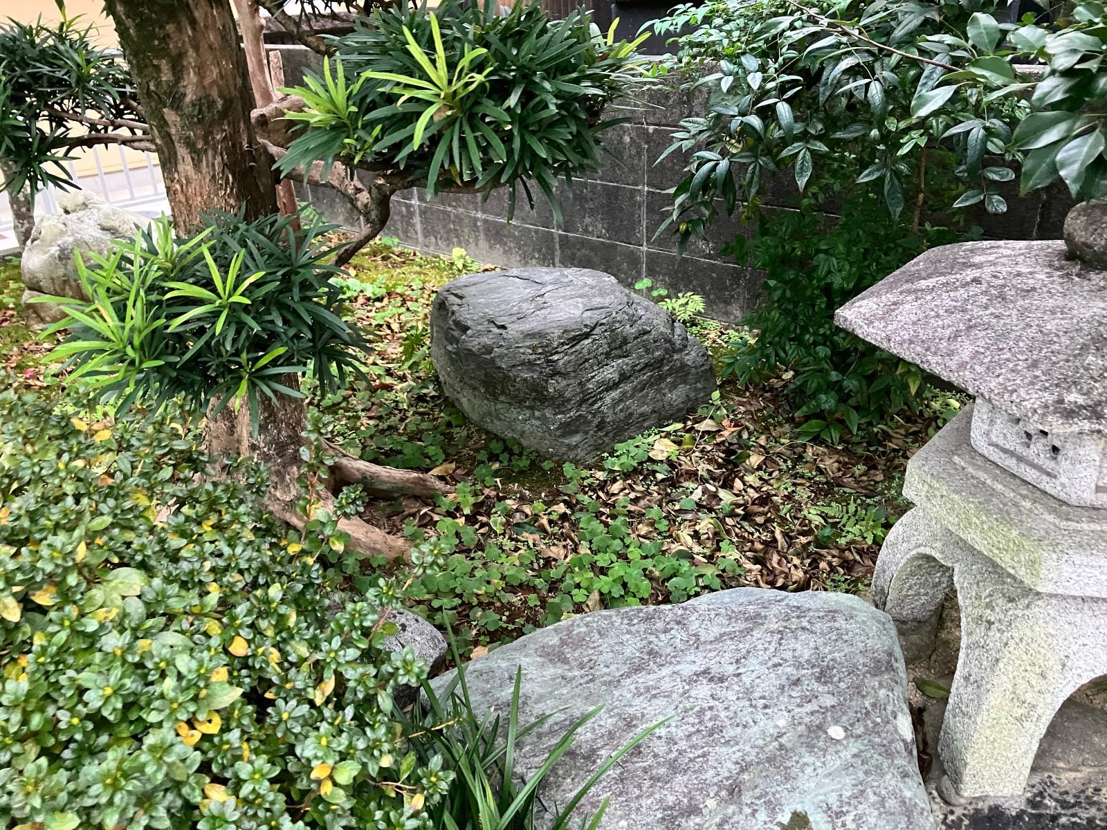 施工前の庭の石灯籠まわり。石組みと下草が茂るM様邸和風庭園の既存状態を記録した様子です。